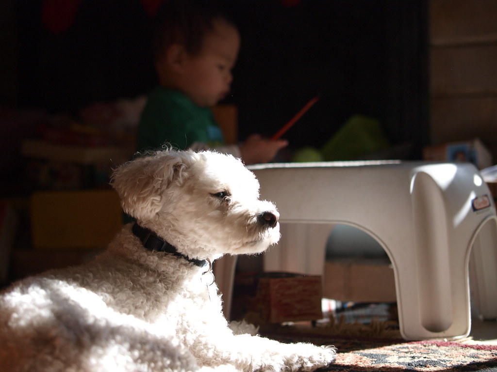 The Surprising Health Benefits of Dog Ownership (Image Credits: Flickr)