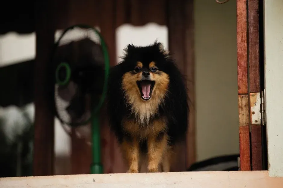 Separation Related Barks and Your Leaving Rituals (Image Credits: Pexels)