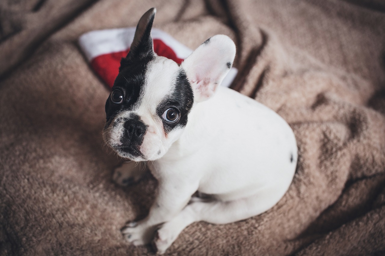 French Bulldog: The Charming City Dweller (Image Credits: Pixabay)