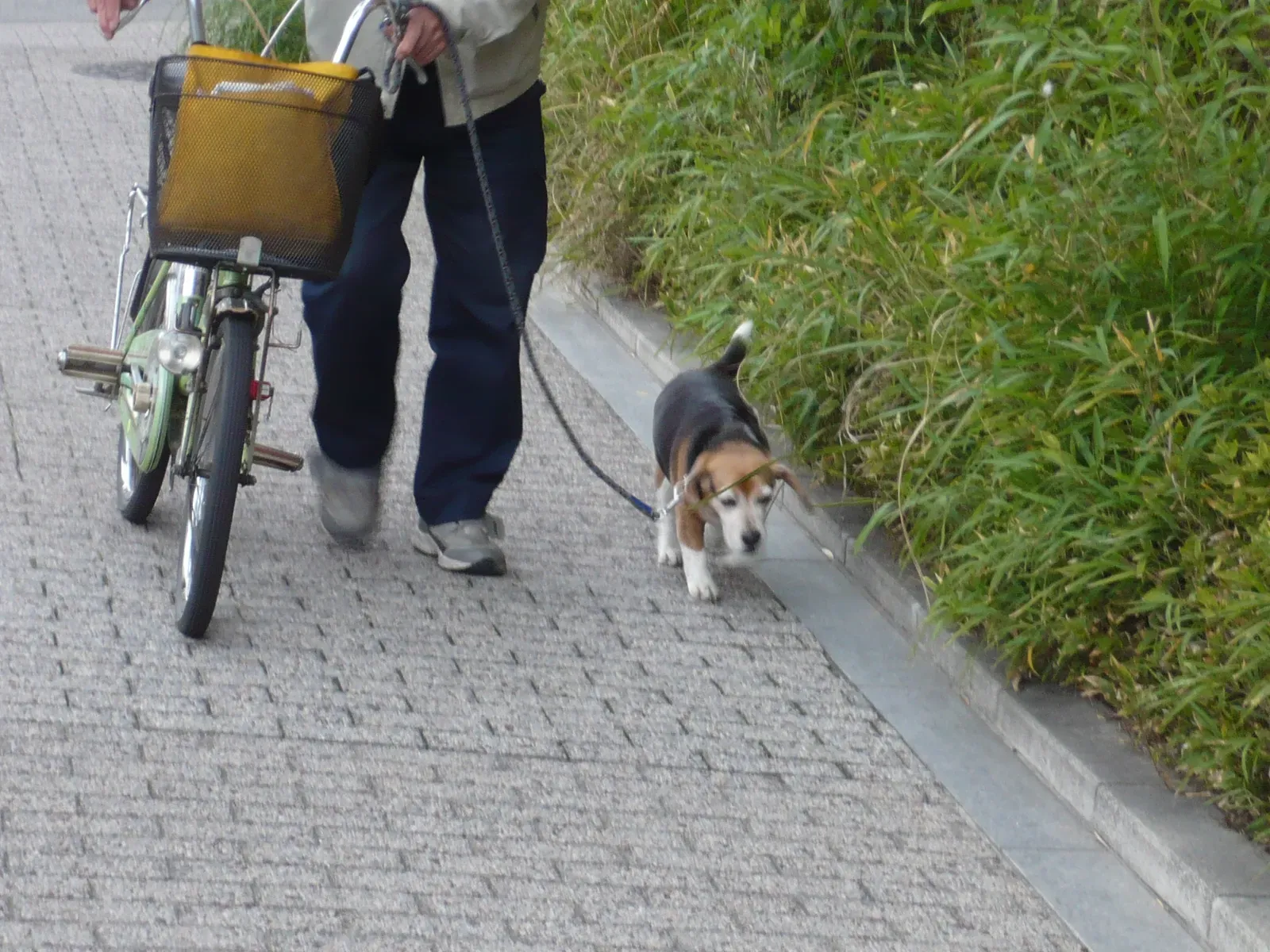 Capricorn: The Practical Achiever (Image Credits: Wikimedia)