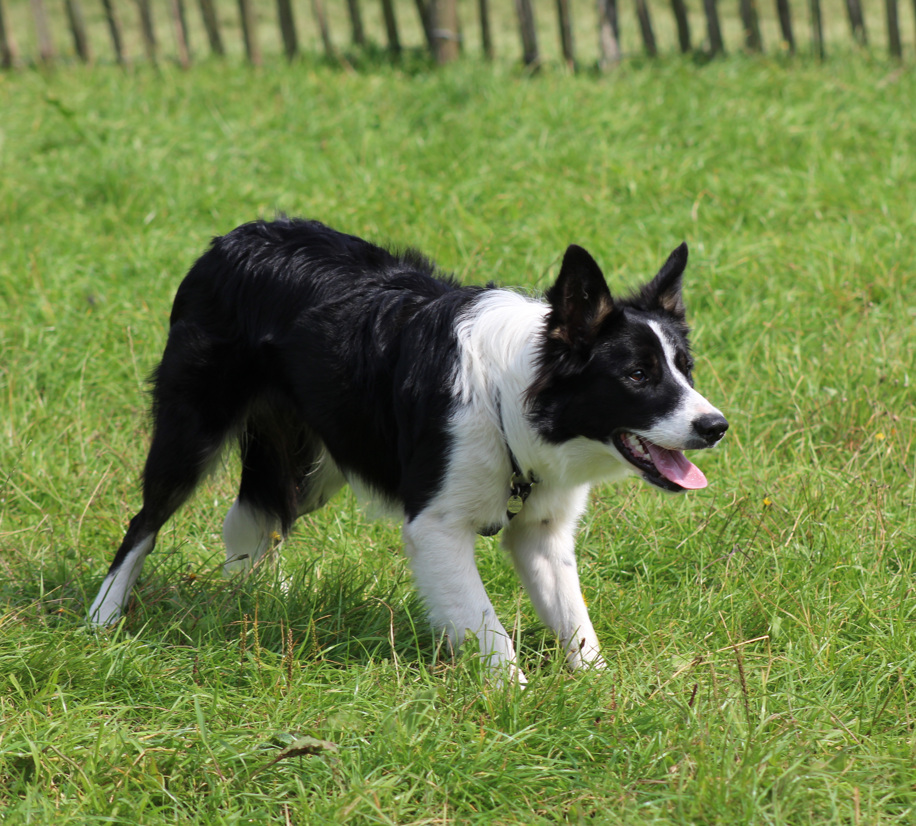 Gemini: The Border Collie Brilliance (Image Credits: Wikimedia)
