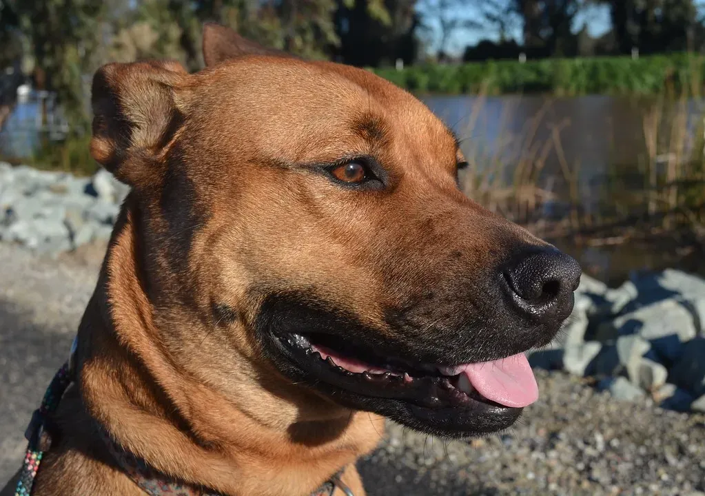 Your Dog Has Built a Personal “You Algorithm” (sonstroem, Flickr, CC BY 2.0)