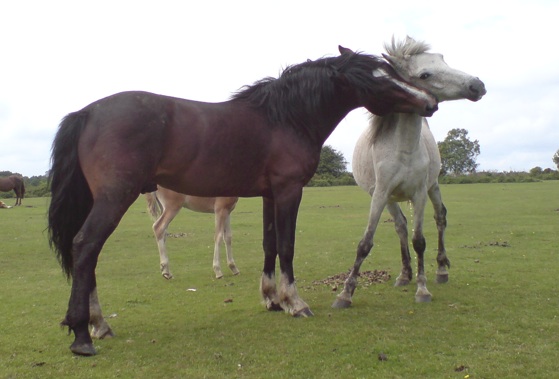 Creating Proper Social Environment (Image Credits: Wikimedia)