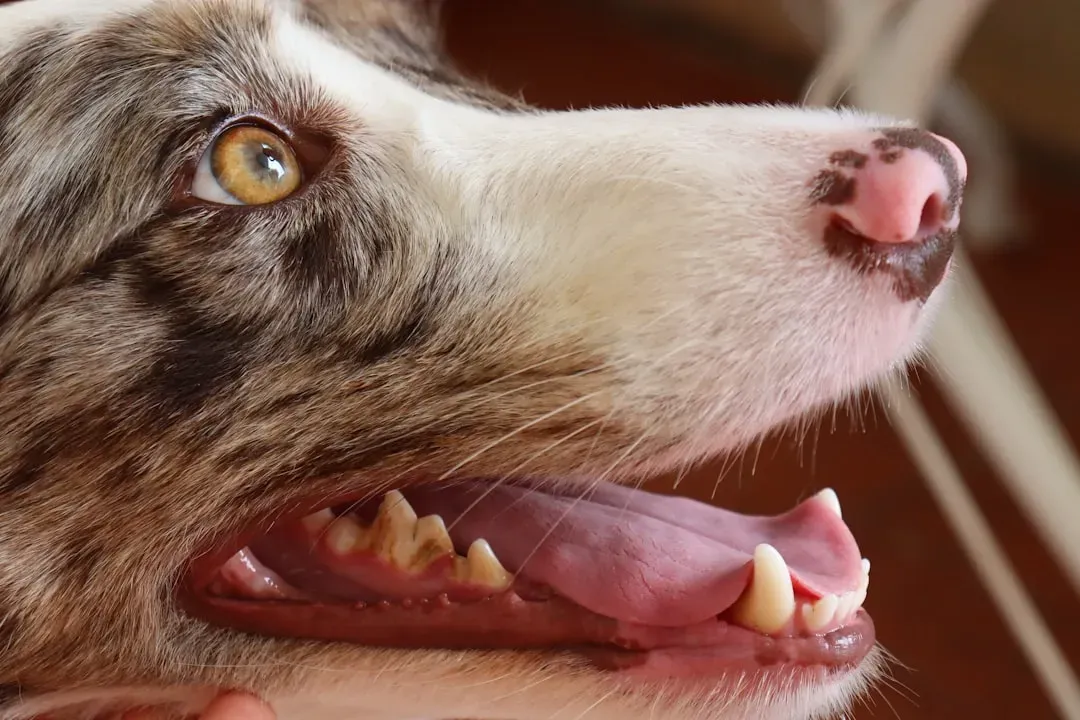 #9 - Bad Breath That's Actually Chronic Infection (Image Credits: Unsplash)