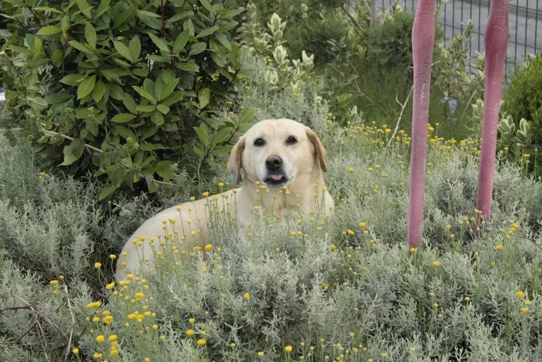 Daffodils and Tulips: Springtime Dangers (Image Credits: Unsplash)