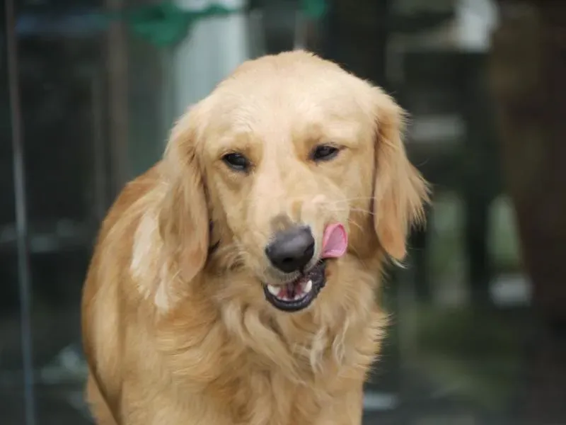 3. Golden Retriever: Florida's Most Googled and Most Loved (Magnus Bråth, Flickr, CC BY 2.0)