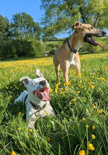 Understanding Your Dog’s Needs Moving Forward (Image Credits: Pexels)