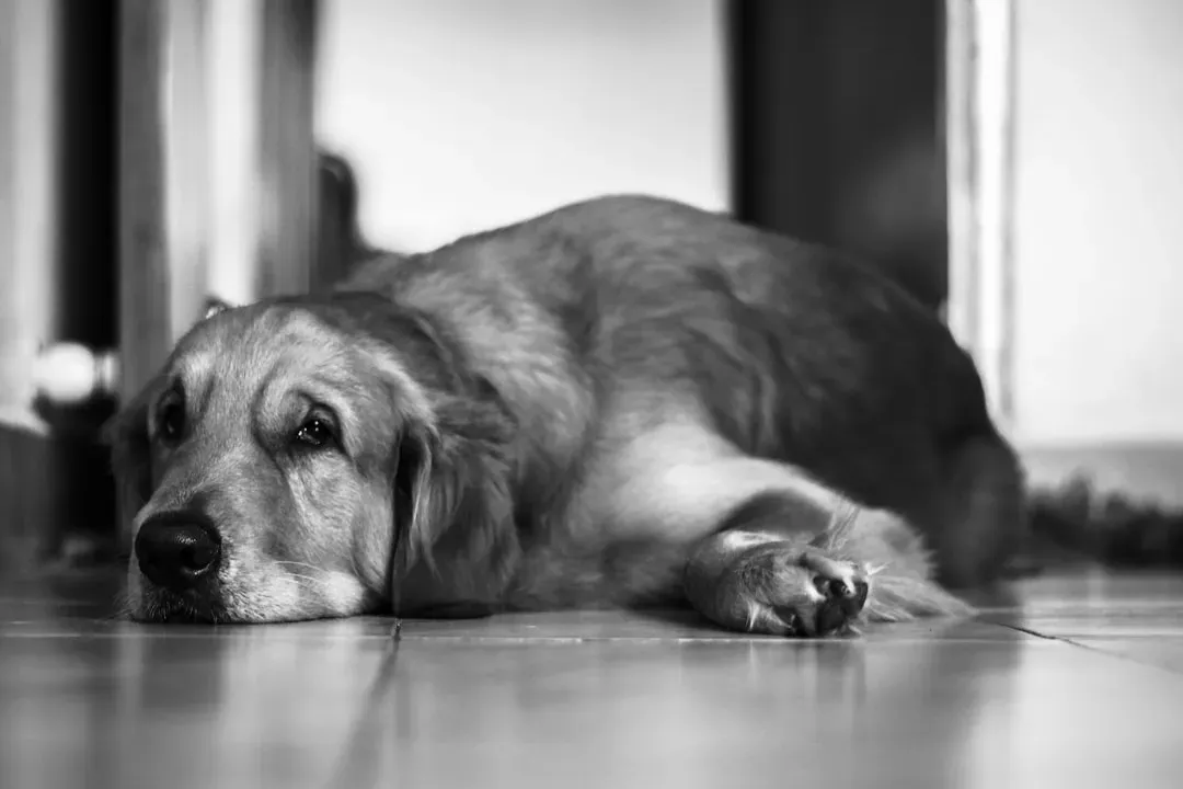 #8: They Seek Out Solitude in Familiar Places (Image Credits: Unsplash)