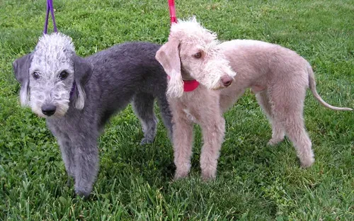 10. Bedlington Terrier: The Lamb Who Will Outrun Your Expectations (Taken by Elf April 17, 2004, Dixon, CA, CC BY-SA 3.0)