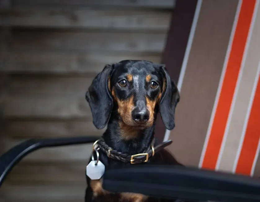 7. Dachshund: Long Body, Long Life (Image Credits: Pexels)