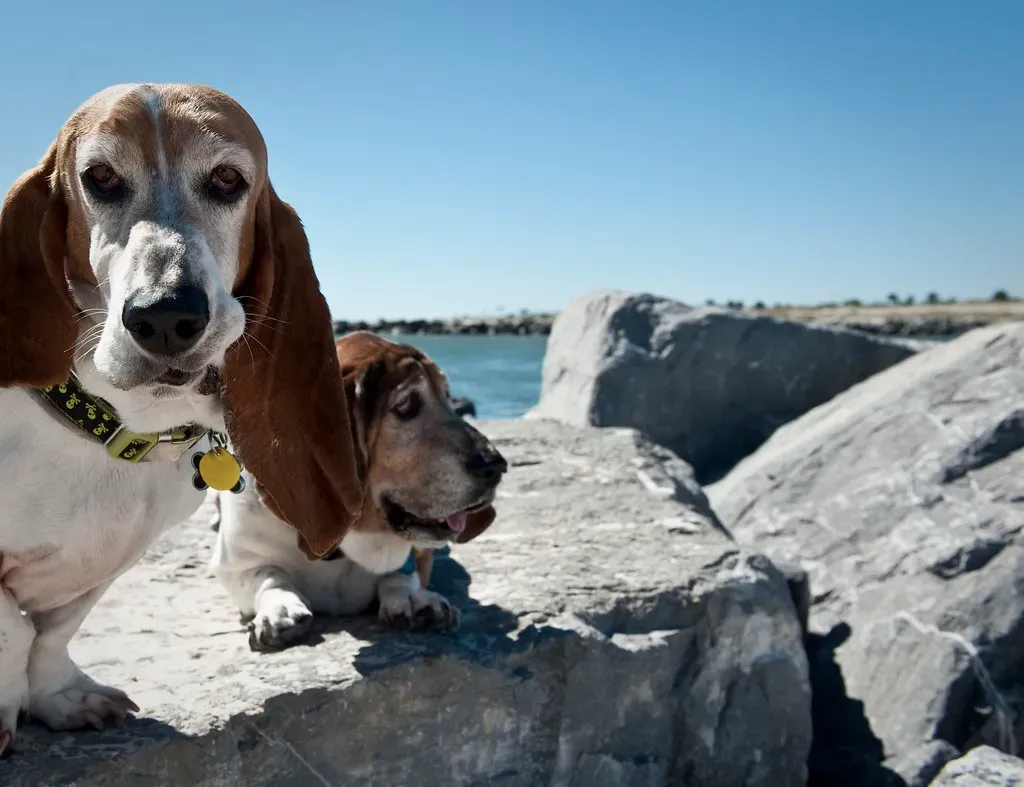 7. Basset Hound: The King of Slow-Motion Slapstick (patchattack, Flickr, CC BY-SA 2.0)