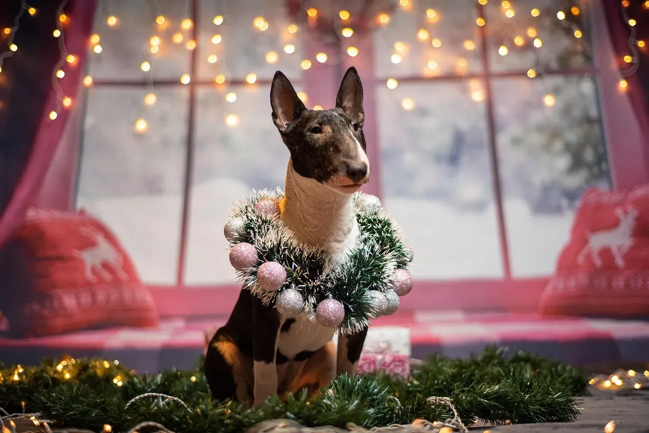 13 - Bull Terrier: The Spinning Enthusiast (Image Credits: Pixabay)