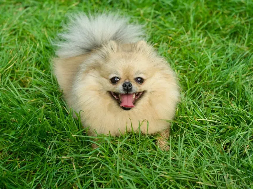 Leo: Pomeranian – The Fluffy Little Showstopper (Image Credits: Pexels)