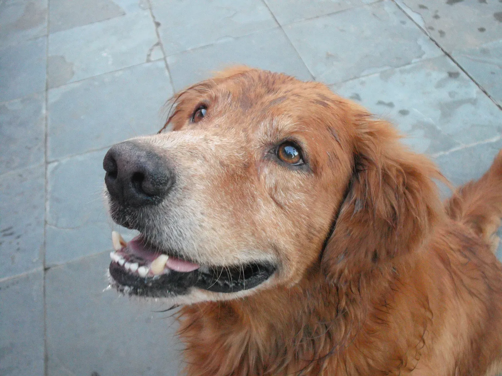 #2 - They Start Staring at You Like They're Memorizing You (By Teles, CC BY-SA 3.0)