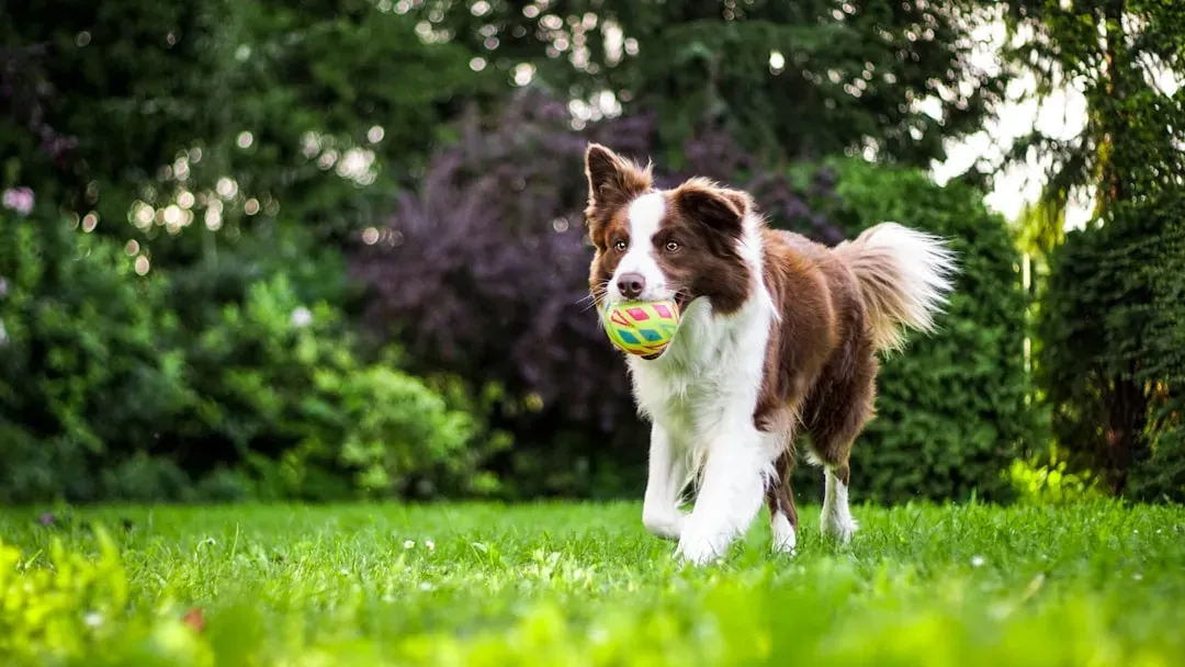 How to Help Your Dog Hear You in a Loud World (Image Credits: Unsplash)