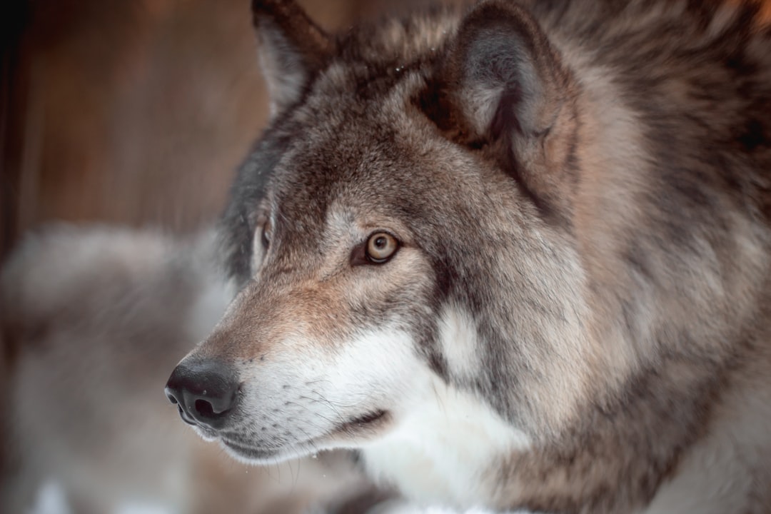 Aries - The Alpha Wolf (Image Credits: Unsplash)