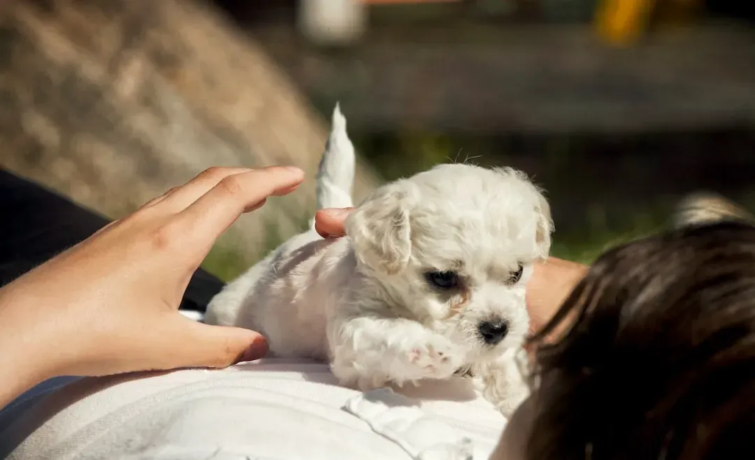 11. A Basic Pet First Aid Kit (Image Credits: Unsplash)