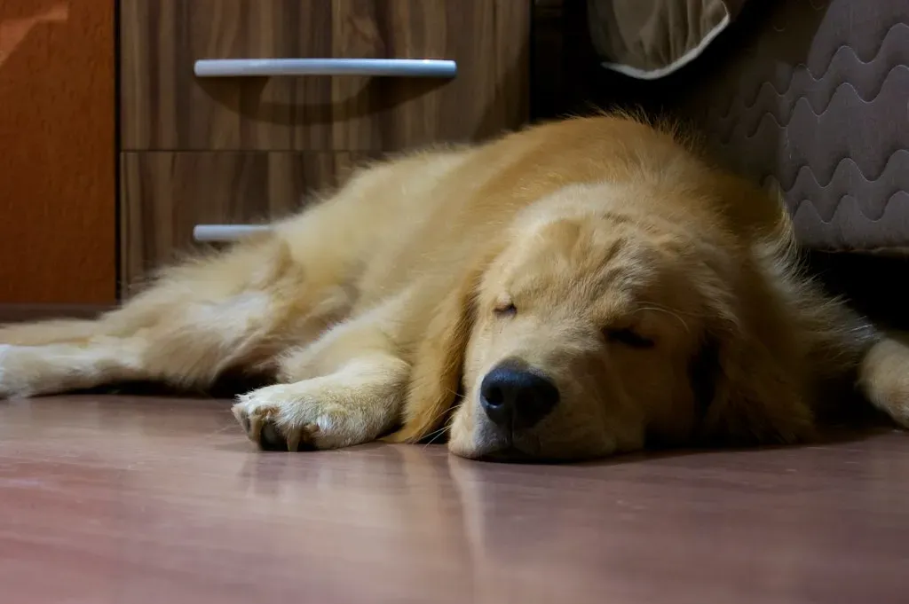 1. Golden Retriever: The Timeless Companion (p2bg, Flickr, CC BY 2.0)