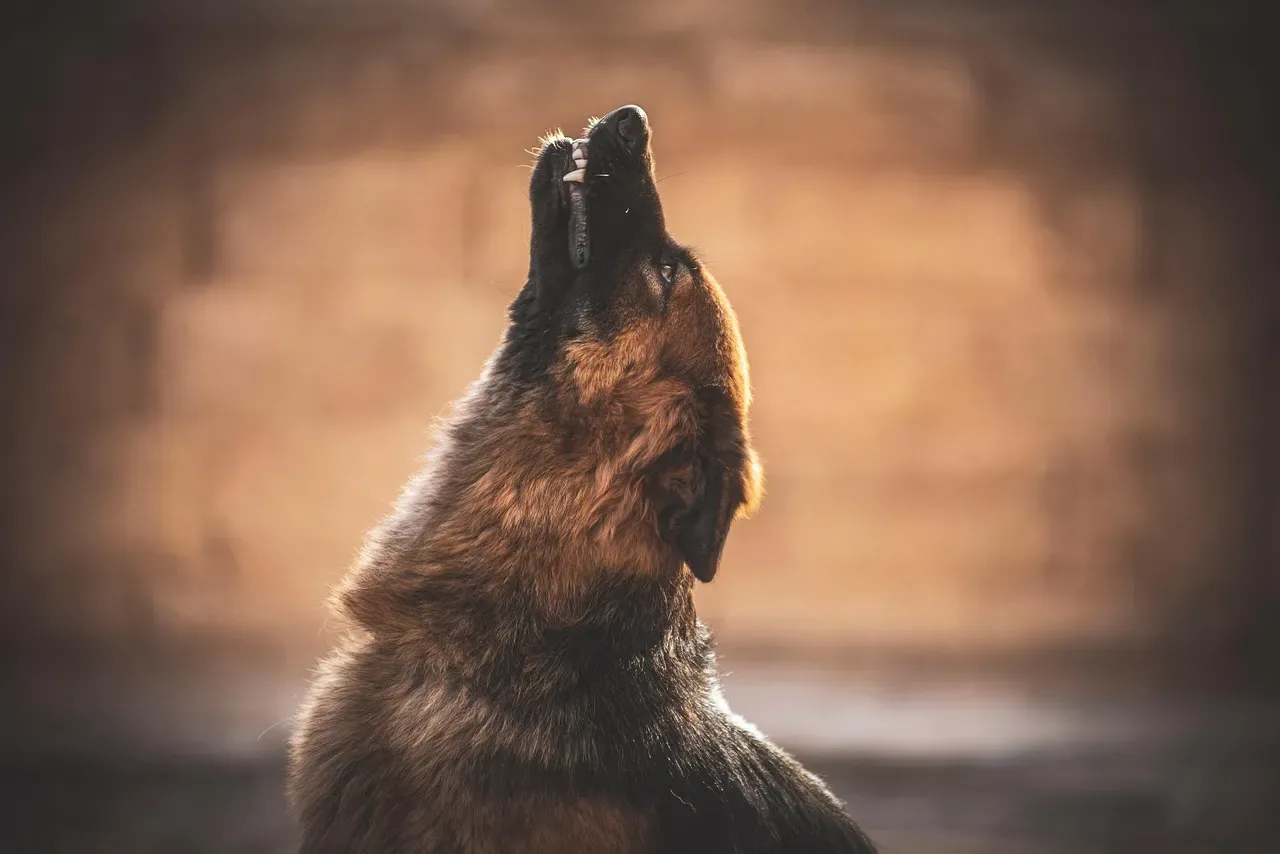 Recognizing Distress and Sadness in Howling (Image Credits: Pixabay)