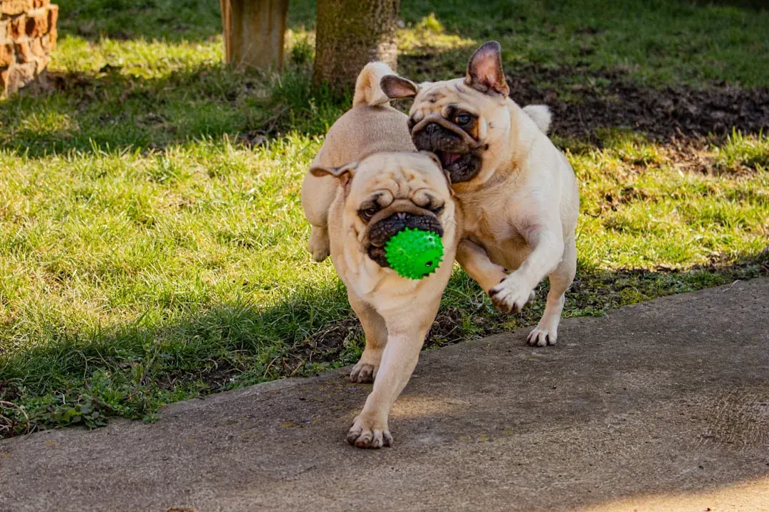 10. Pug: The Comedian Who Needs an Audience (Image Credits: Unsplash)