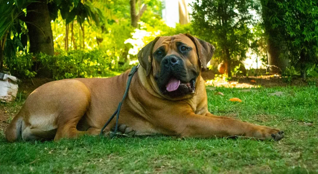 9. English Mastiff (Image Credits: Unsplash)