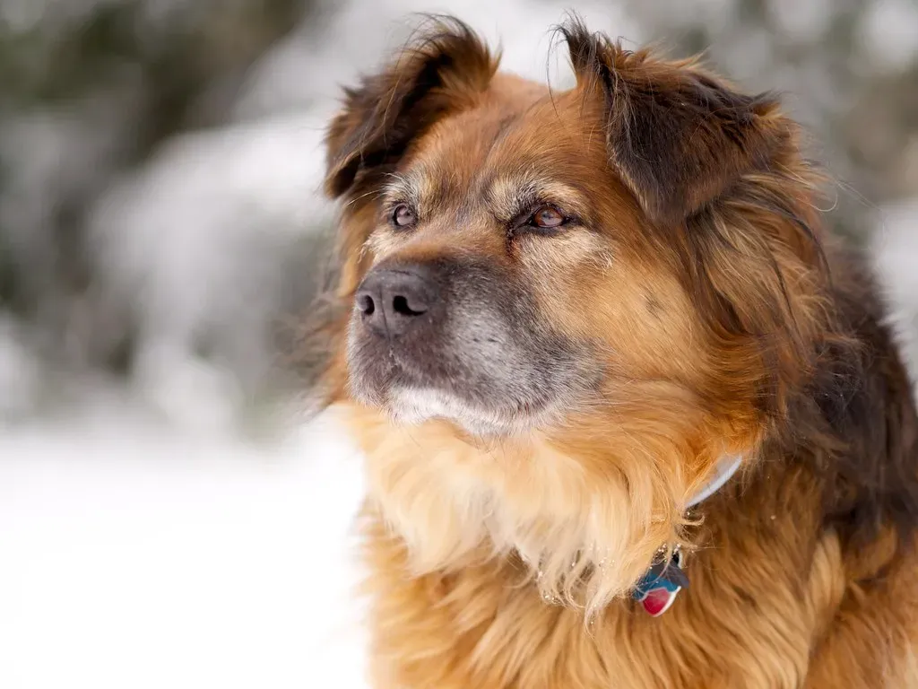 The Determined Capricorn Dog (Image Credits: Flickr)