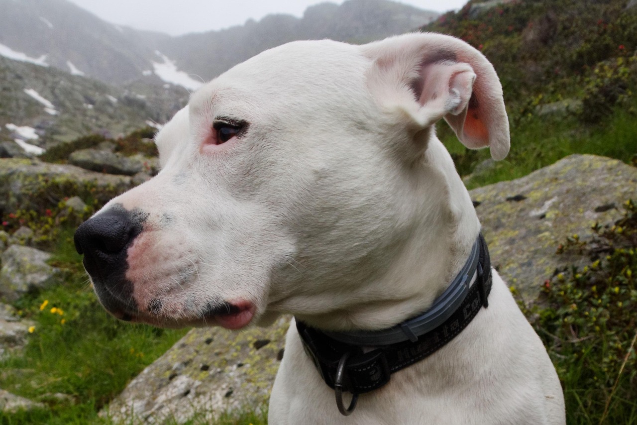 Dogo Argentino: The White Hunter (Image Credits: Pixabay)
