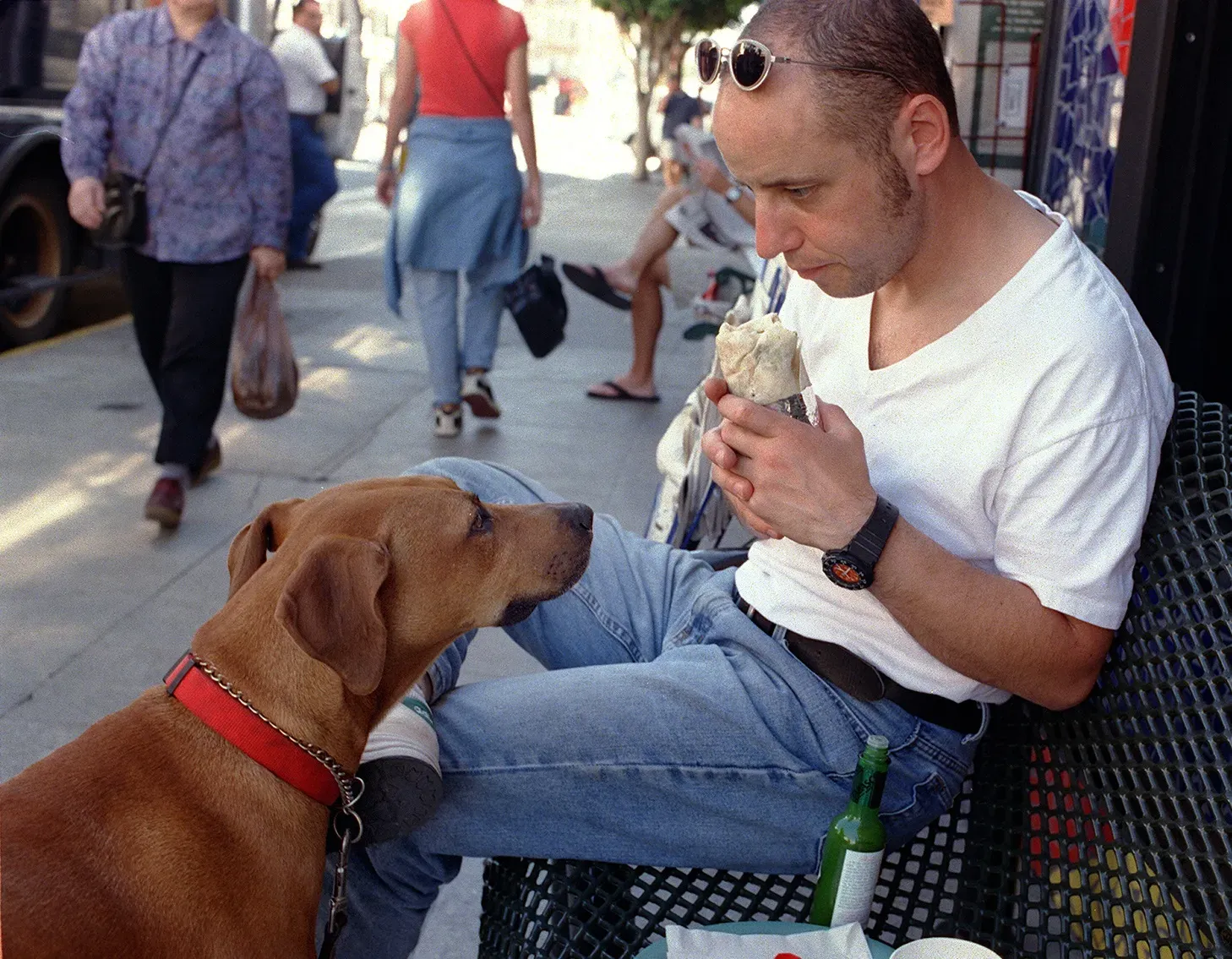 Your Dog Is Watching You More Than You Think (Image Credits: Wikimedia)