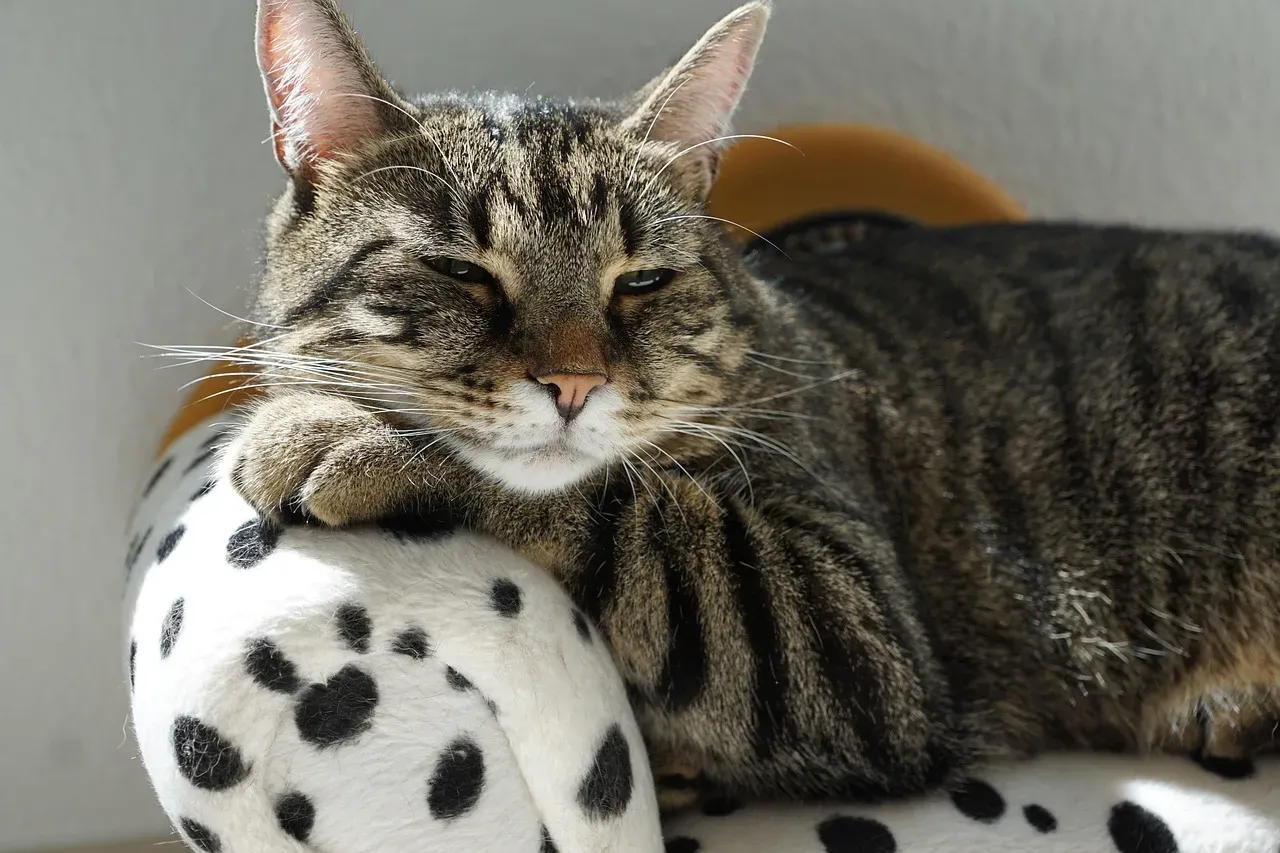 #1. Settling In Close Without Being Asked (Image Credits: Pixabay)