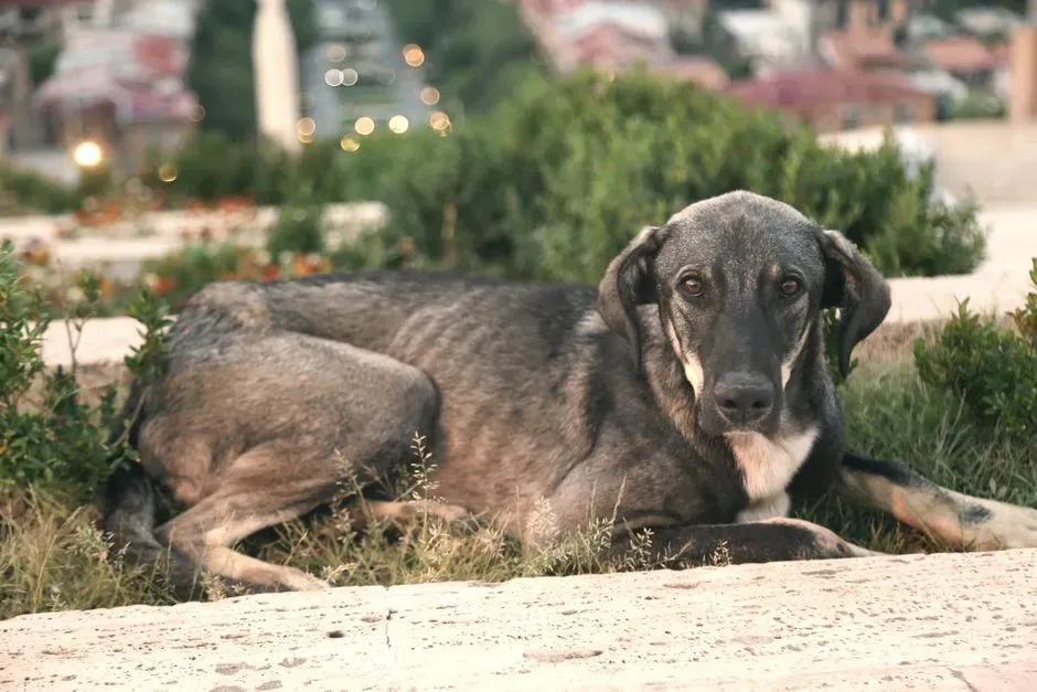 #12 Romania: Cemetery Dogs and the Spirits of the Restless (Image Credits: Pexels)