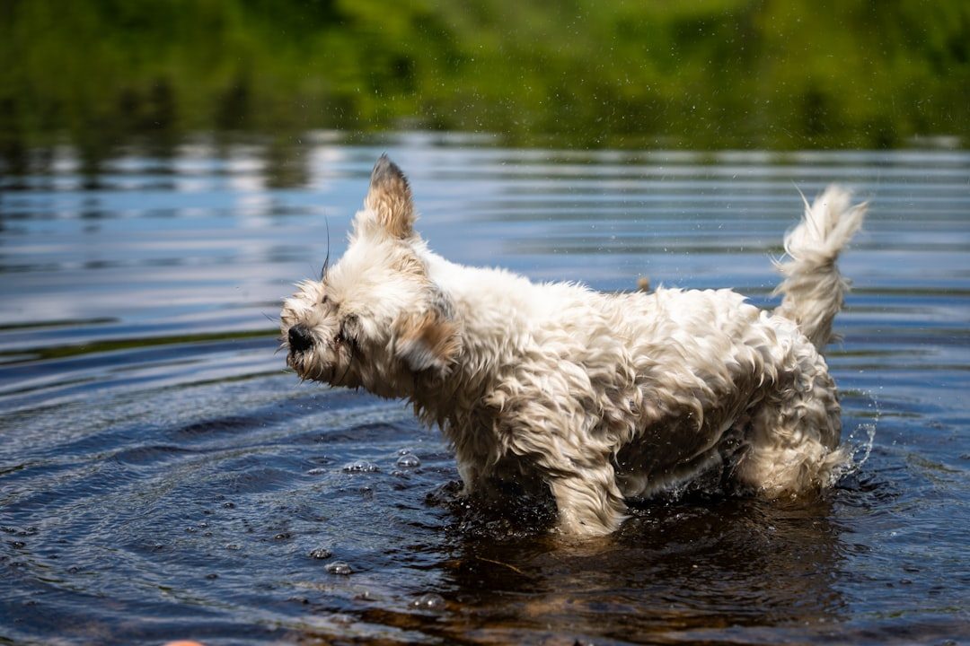 Your Dog's Natural Drying Instincts Are Kicking In (Image Credits: Unsplash)