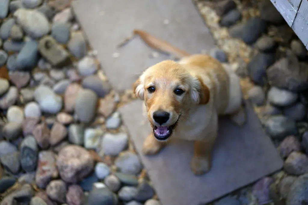 Tip 7: Puppy-Proof the Yard Before the First Step Outside (Brokentaco, Flickr, CC BY 2.0)