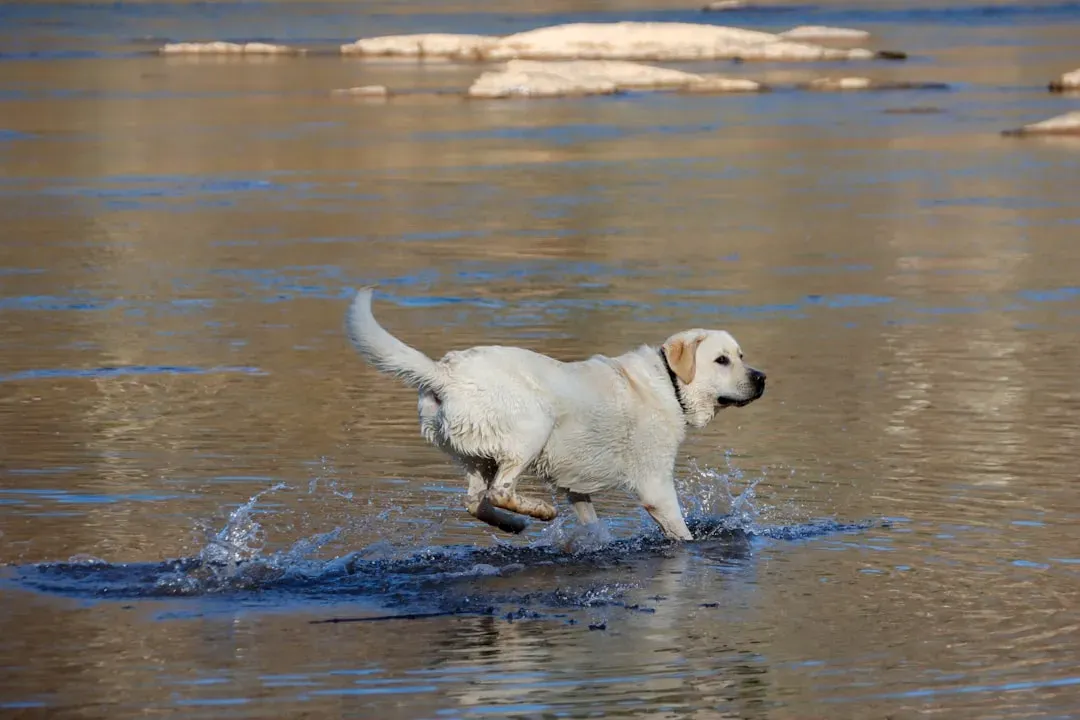 2. Labrador Retriever (Image Credits: Unsplash)