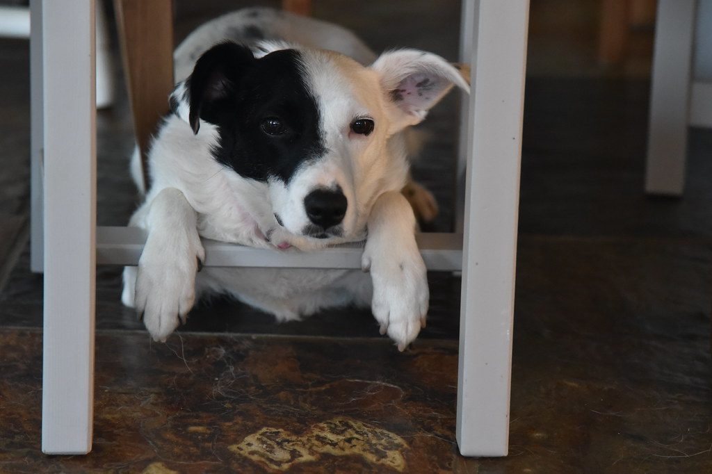 Myth 10: Rescue Dogs Are