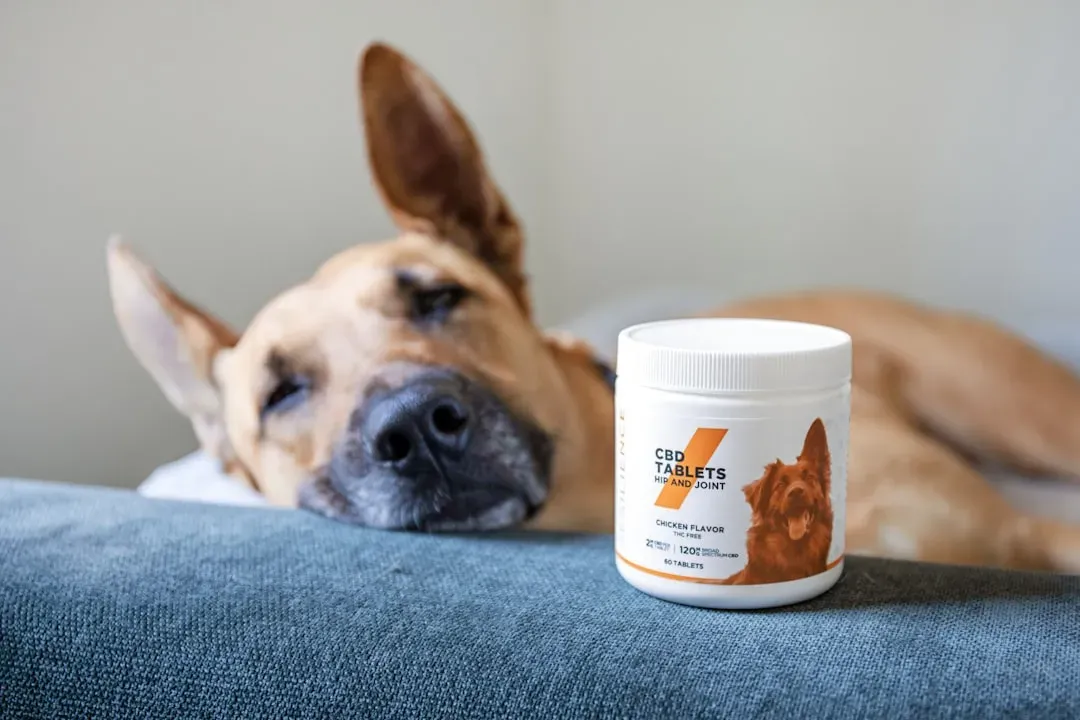 Probiotics, Prebiotics, and Practical Steps You Can Take Today (Image Credits: Unsplash)