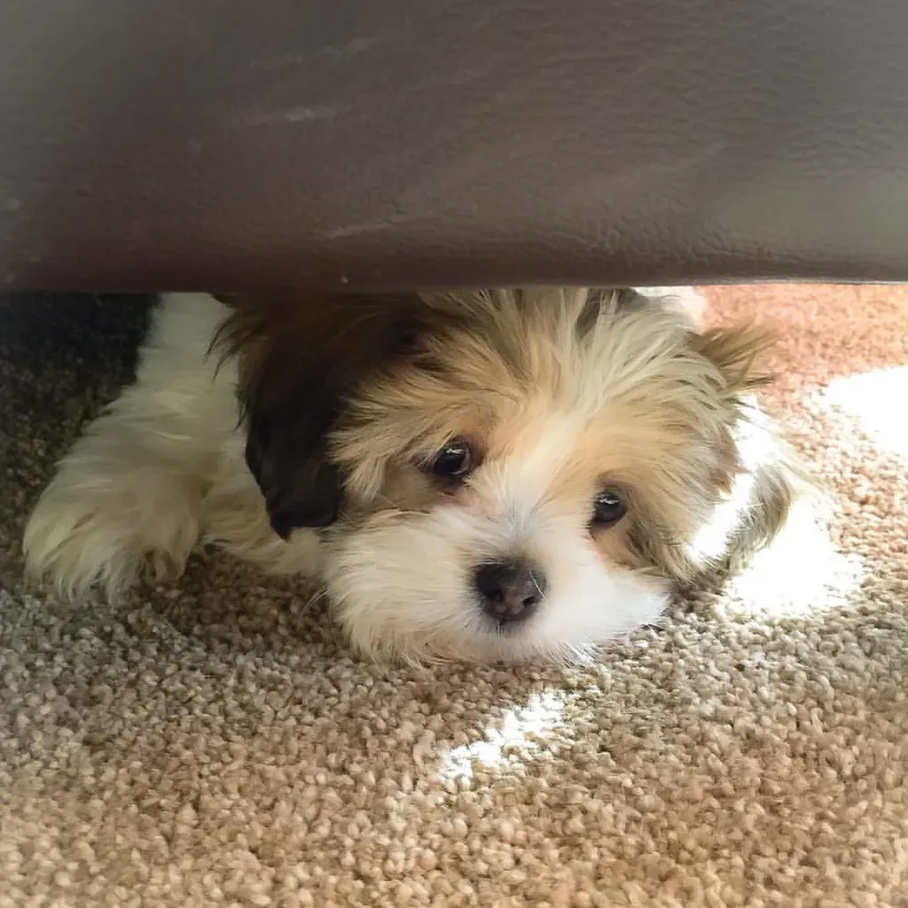 3. Hide and Seek With You (Image Credits: Flickr)