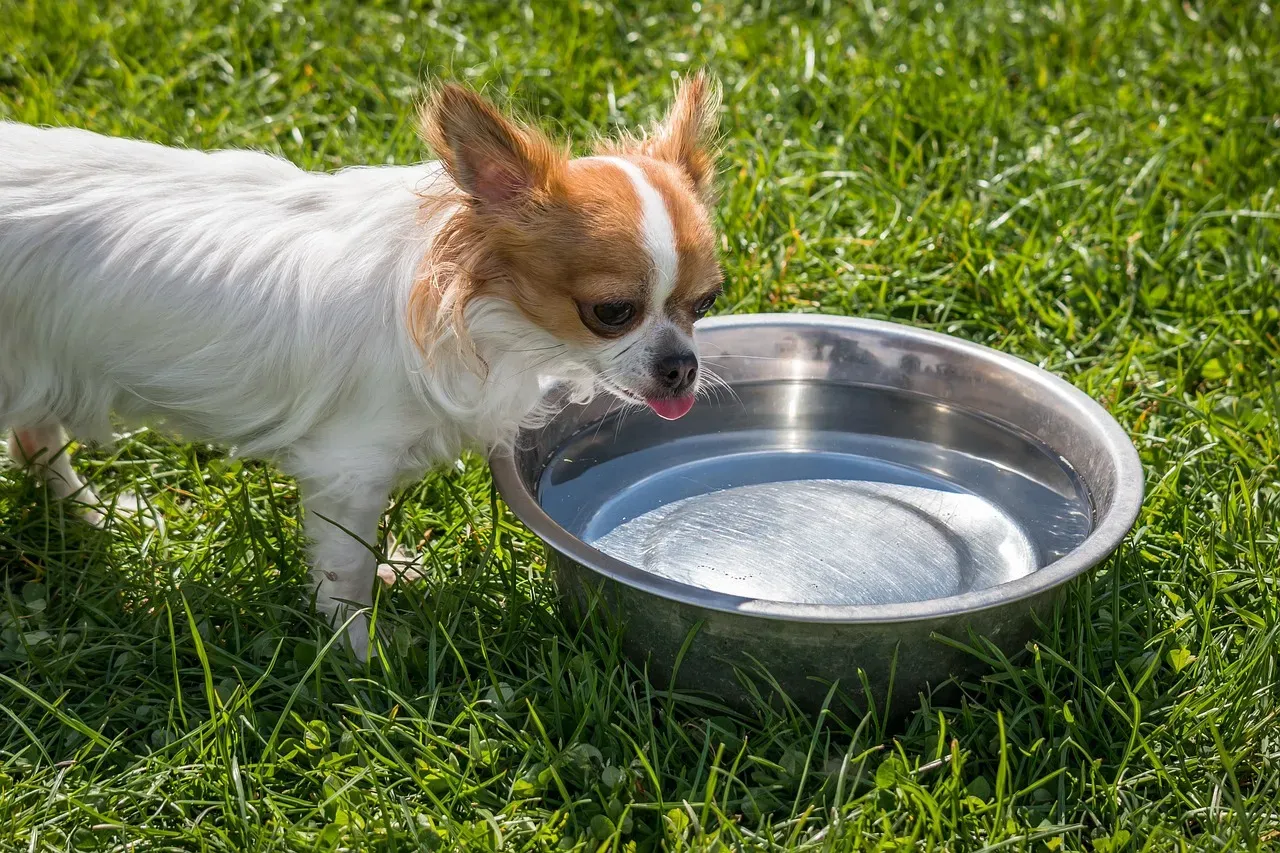 2. Portable Water and a Collapsible Bowl (Image Credits: Pixabay)