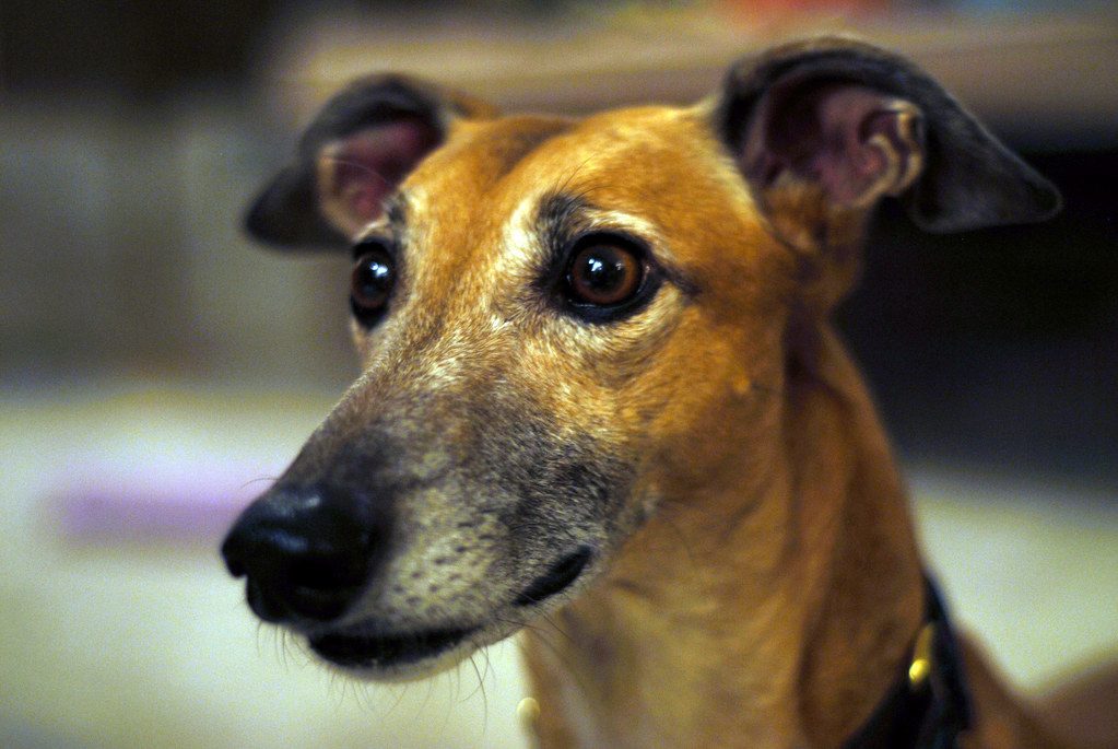 The Dignified Greyhound: Speed Over Sound (Image Credits: Flickr)