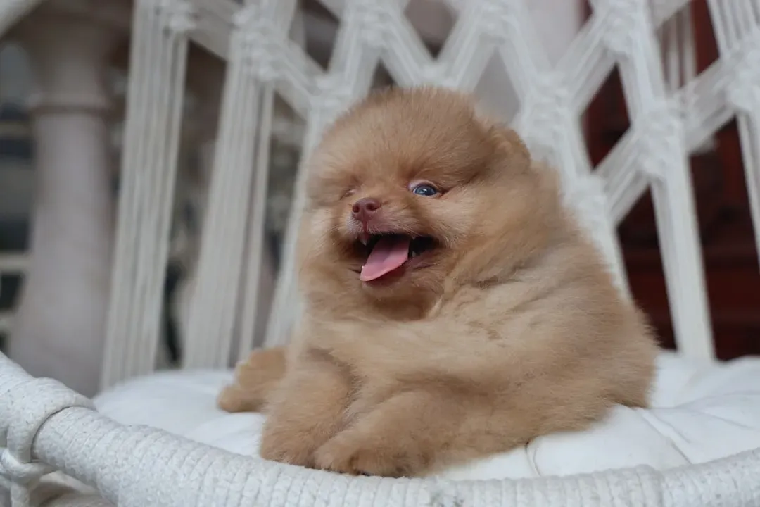 Not Addressing Small Behavioral Issues Early (Image Credits: Unsplash)