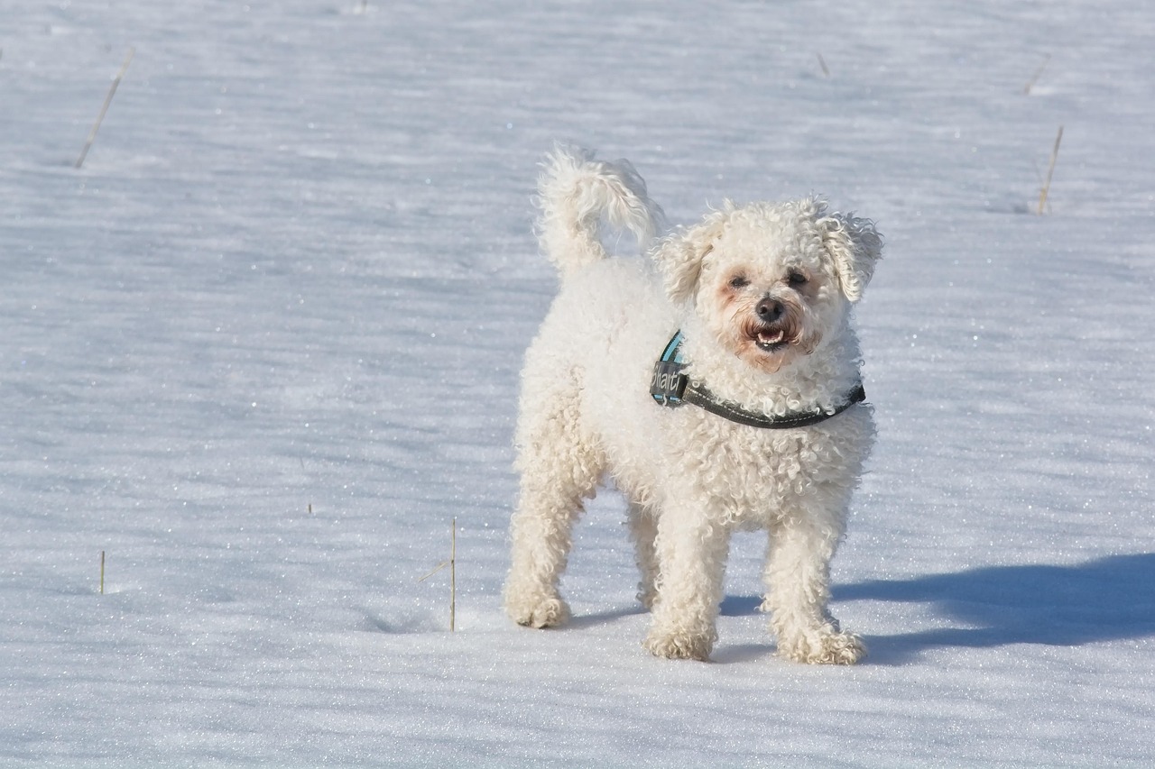 Bichon Frise (Image Credits: Pixabay)