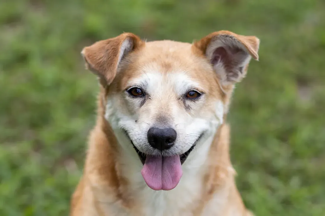 #2 – The “Shelter Dog” Mask That Drops the Second You Walk In (Image Credits: Unsplash)
