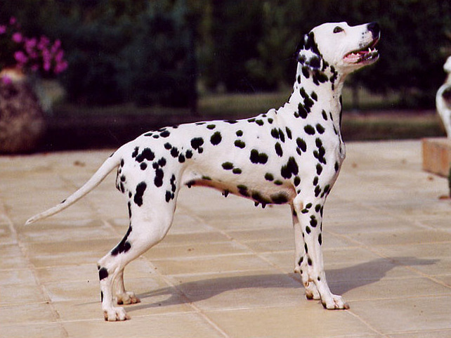Dalmatians: Firehouse Dogs With Endless Stamina (Image Credits: Wikimedia)