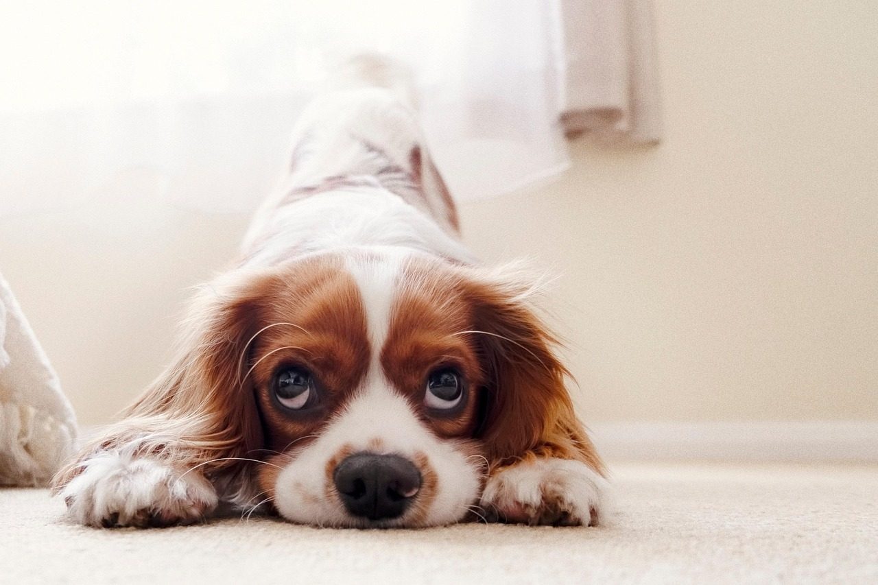 Cavalier King Charles Spaniel: Royal Serenity (Image Credits: Pixabay)