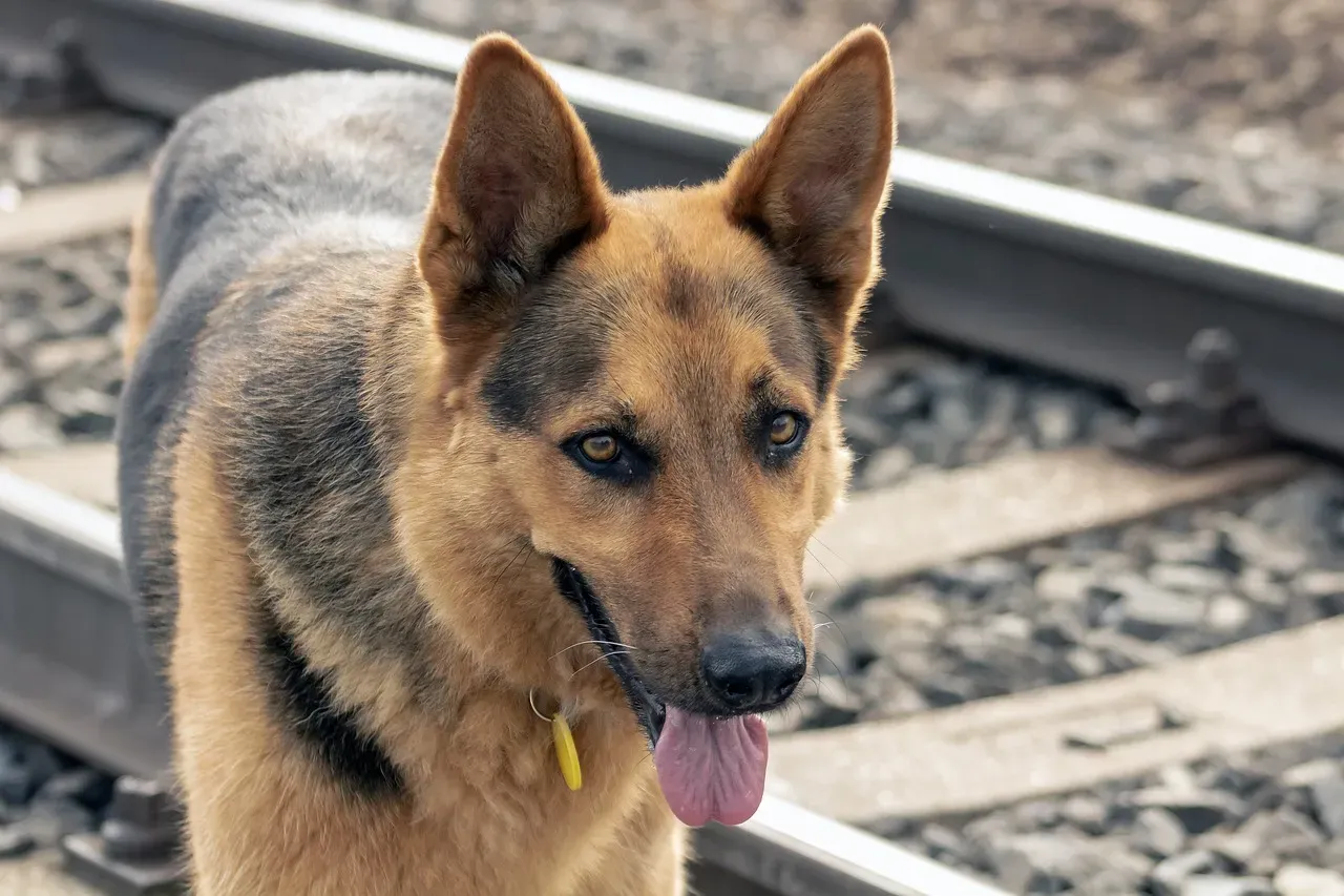 5. Identification Tags and an Updated Microchip (Image Credits: Pixabay)