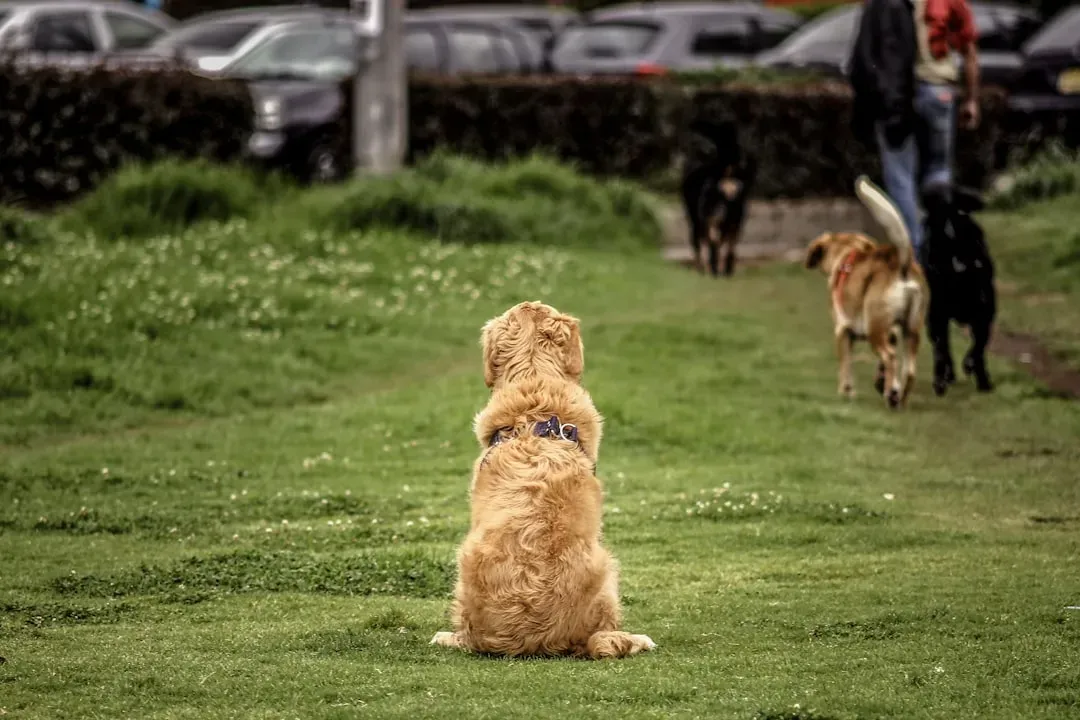 Keeping an Eye on Their Territory (Image Credits: Unsplash)