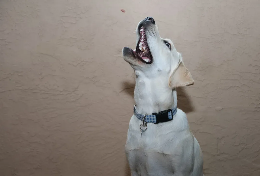 Living with a Vocal Dog: Real Tips That Actually Work (Image Credits: Unsplash)