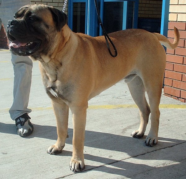 Bullmastiff - The Silent Guardian (Image Credits: Wikimedia)