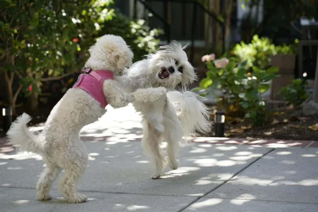 Should You “Stretch Back”? How to Respond in a Way Your Dog Understands (Image Credits: Unsplash)