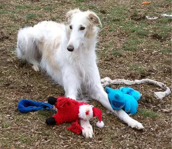 #3 - They Stop Hoarding and Hiding Stashes (Ferlinka Borzoi (Deb West), Flickr, CC BY 2.0)