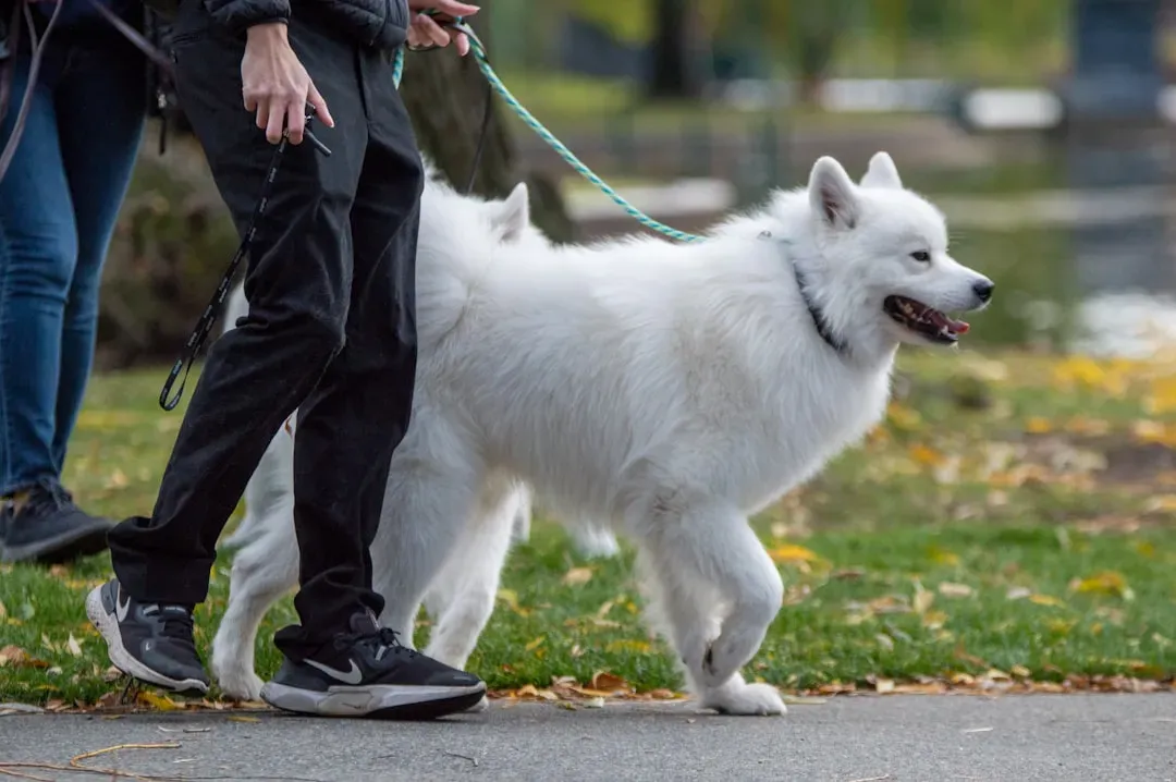 #12 - Slowing Down on Walks That Isn't Just "He's Old Now" (Image Credits: Unsplash)